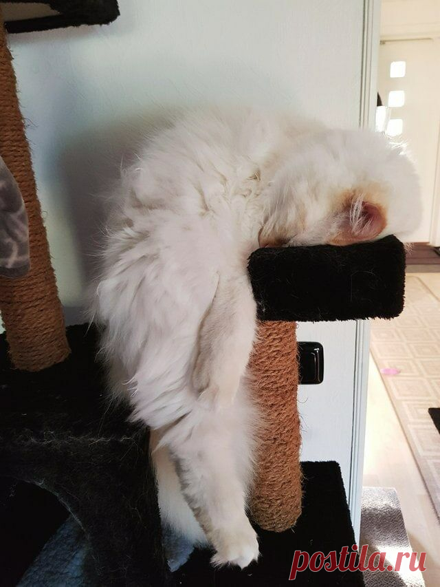 Котики, которые заснули в необычных позах