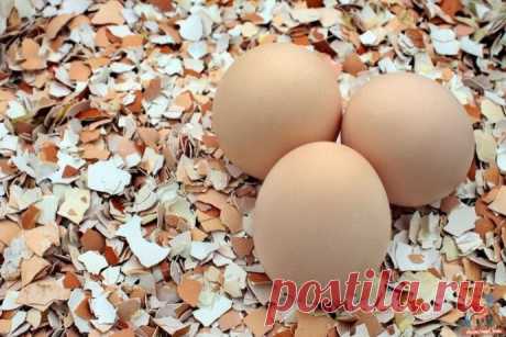 Яичная скорлупа как удобрение на огороде. Все способы полезного применения