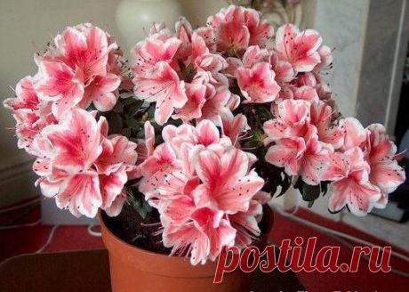 Узнайте, как поливать азалию в домашних условиях, как часто и какая вода подходит растению во время цветения или после пересадки в горшок. Изучите, как правильно орошать: снизу или сверху, а также используют ли лимонную кислоту для рододендронов.