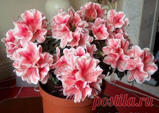 Узнайте, как поливать азалию в домашних условиях, как часто и какая вода подходит растению во время цветения или после пересадки в горшок. Изучите, как правильно орошать: снизу или сверху, а также используют ли лимонную кислоту для рододендронов.