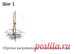 Осенняя обрезка винограда . Мастер-класс с фото на Supersadovnik.ru