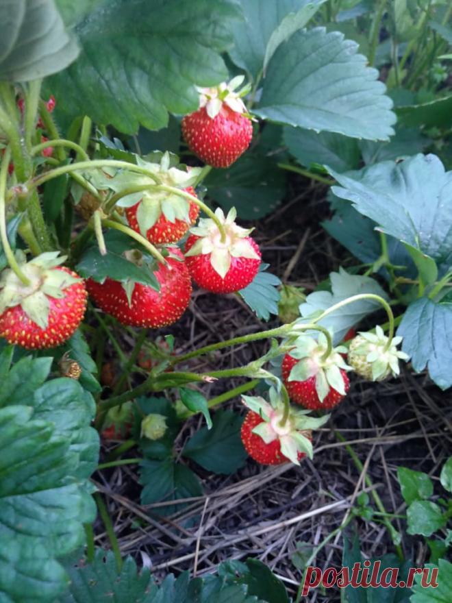 Клубничный рай: как я добился невероятно плодовитых кустов с сочными ягодами. Есть клубнику любит каждый, но вот каждый ли любит ее садить? Несомненно, практически у каждого садовода она посажена. При этом урожай у всех разный...