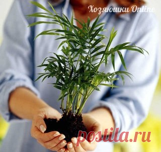 Хозяин и Хозяюшка