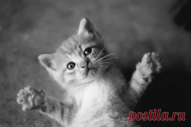 black and white wallpapers hd 097147 Объятия кошак лапы усы черно белое