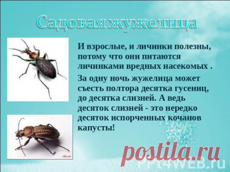 полезные насекомые