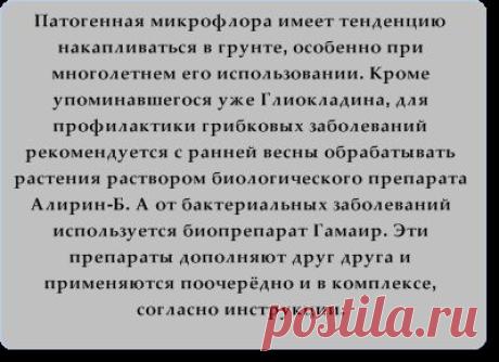 Агротехника выращивания рассады огурцов. Формирование растений. Таблица подкормки огурца. Подвязка растений. Оптимальная температура