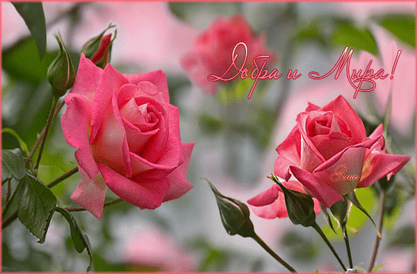 Мой Мир@Mail.Ru