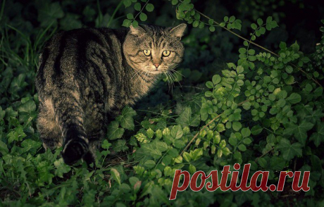 микс обоев на рабочий стол