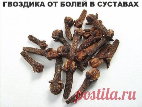 Боль в суставах прогонит гвоздика | Полезные советы!
