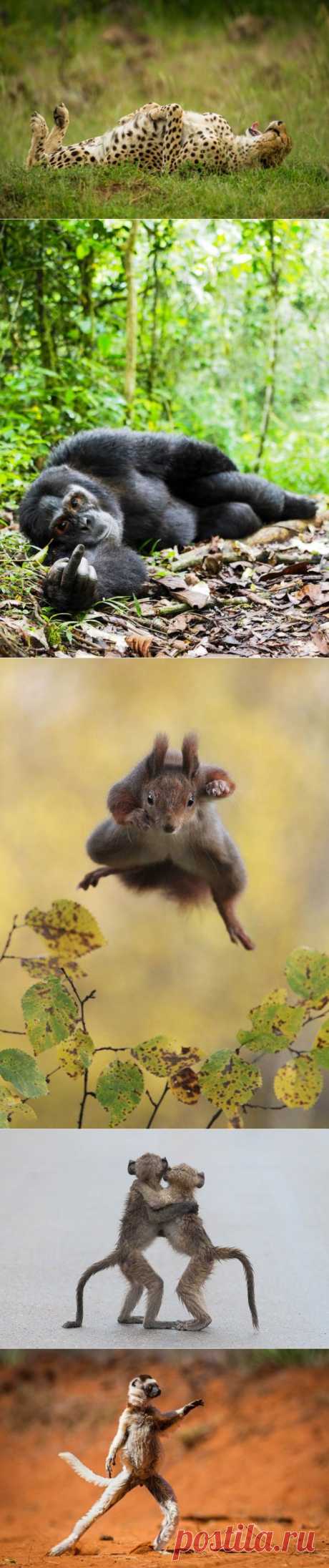 Эти фотографии Вы точно не видели! Работы конкурса Comedy Wildlife Photography Awards — Фотоискусство