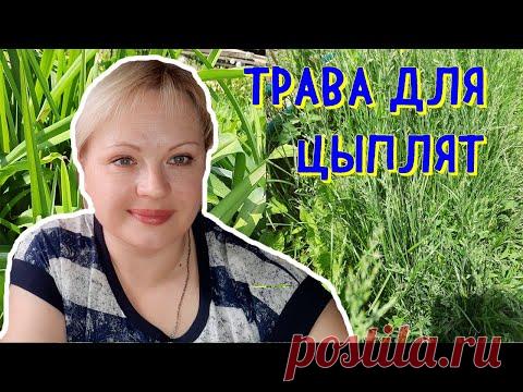 трава для цыплят, какую можно давать, а какую нет.