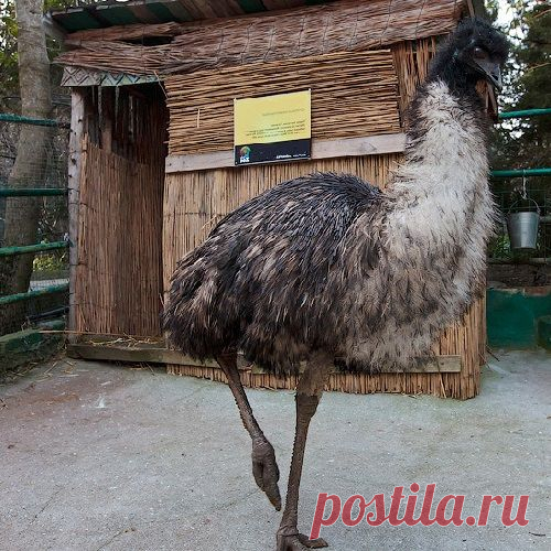 Страус Эму - интересные факты - Сайт Природа