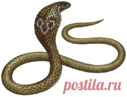 Оригинал - Схема вышивки «Очковая кобра» - Автор «MITILYA» - Авторы - Вышивка крестом