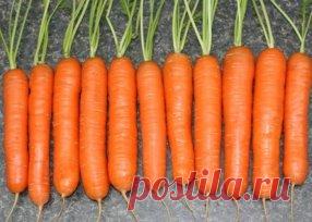 Я морковь сею следующим образом. 
Морковь любит глубоко
возделанную плодородную почву. Не прореживаю, почти. Поступаю следующим образом:
за 10-12 дней до посева семена моркови завязываем в тряпочку ( посвободнее).
Закапываем во влажную землю на штык лопаты ( важно!). В течение этого срока из
семян выветриваются эфирные масла, которые мешают семенам прорасти. По
истечении указанного срока откапываем узелки с семенами из земли. Семена будут
уже набухшие, крупные, почти проросшие. Высыпаем их в пиа