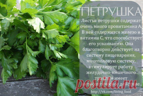 полезные травы