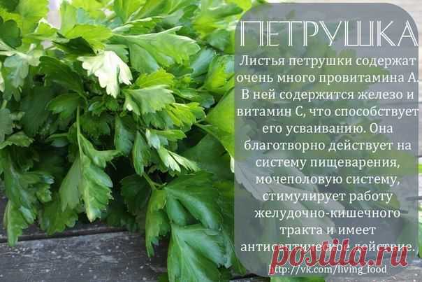 полезные травы