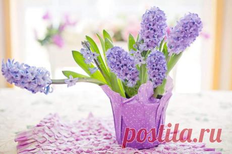 Мифы и легенды о цветах: Гиацинт ~ Planetalsad