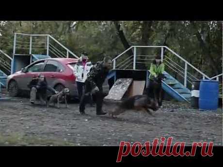 Омский областной центр спортивно-служебного собаководства-Мы рады пригласить всех в клуб у нас вы можете получить все виды кинологических консультаций и услуг: - профессиональные консультации опытных кинологов, судей и других специалистов - оформление пометов (регистрация пометов в РКФ)- всех пород - оформление любых видов документов в системе РКФ - обучение на кинологических курсах (официальные курсы РКФ) - регистрация на выставки собак - и многое другое -Дрессировка собак вне зависимости от их