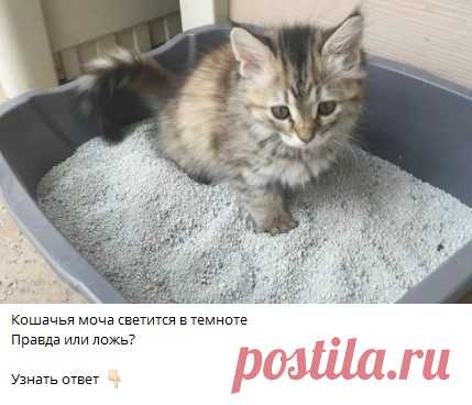Кошачья моча светится в темноте
Правда или ложь?

Узнать ответ 👇🏻

Ответ в телеграм канале "Интересные Викторины с ответами"
Каждый день новые  Викторины
ссылка в описании