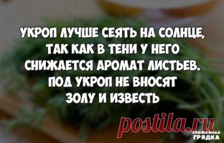 Совет при посеве укропа