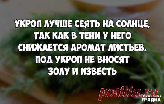 Совет при посеве укропа