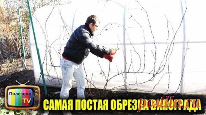 САМАЯ ПРОСТАЯ ОСЕННЯЯ ОБРЕЗКА ВИНОГРАДА ЧТОБЫ ВЕСНОЙ ПОЛУЧИТЬ БОЛЬШОЙ УРОЖАЙ