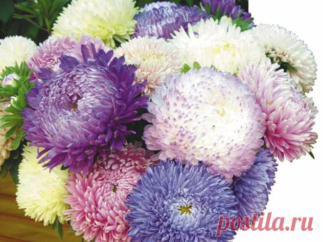 foto17.png (800×600)