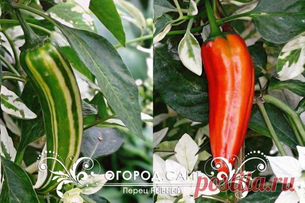Рыбный перец, семена купить | ОГОРОД.сайт