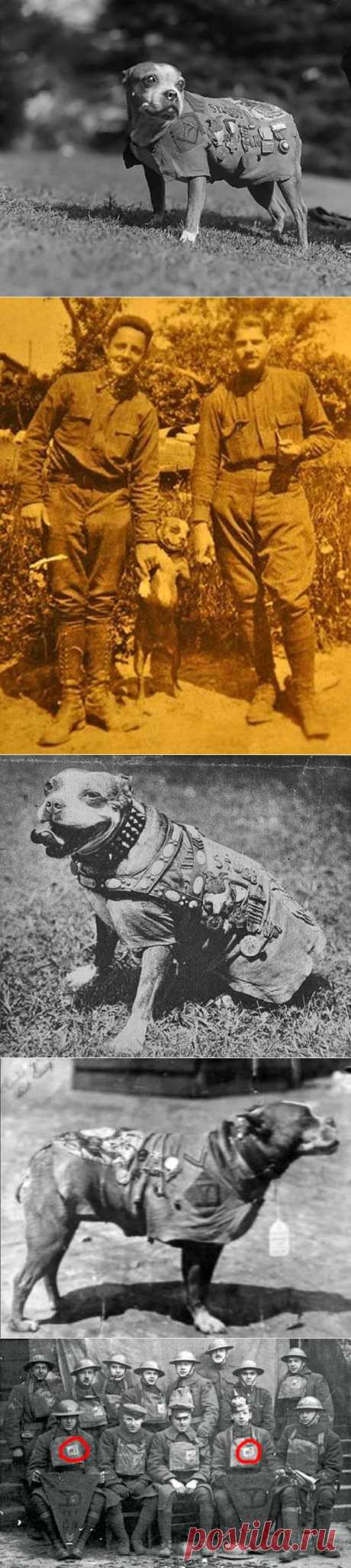 Сержант Стабби – героический пес Первой мировой войны • НОВОСТИ В ФОТОГРАФИЯХ