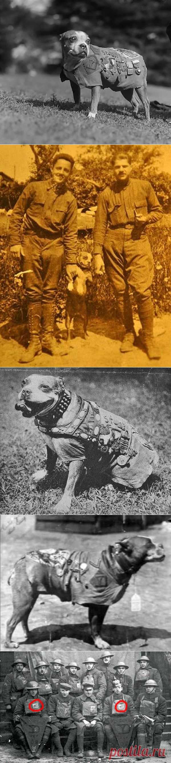 Сержант Стабби – героический пес Первой мировой войны • НОВОСТИ В ФОТОГРАФИЯХ