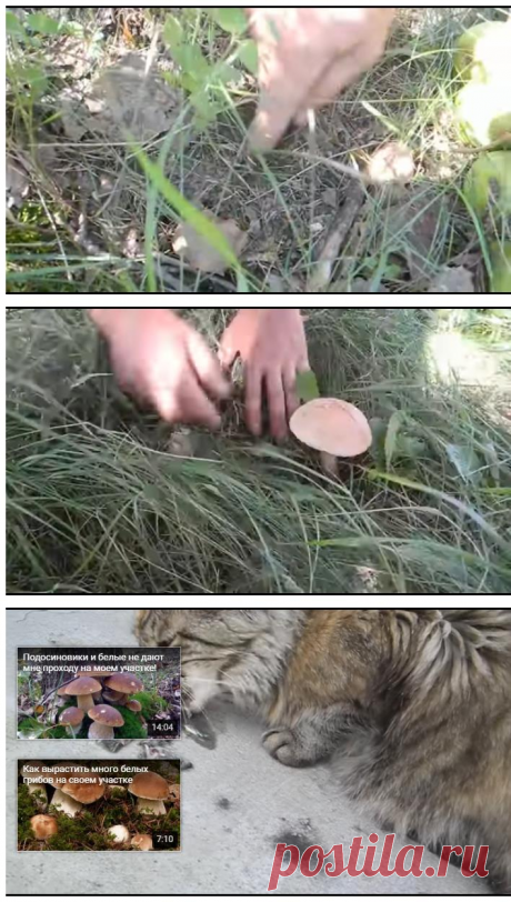 Как вырастить много белых грибов на своем участке 3