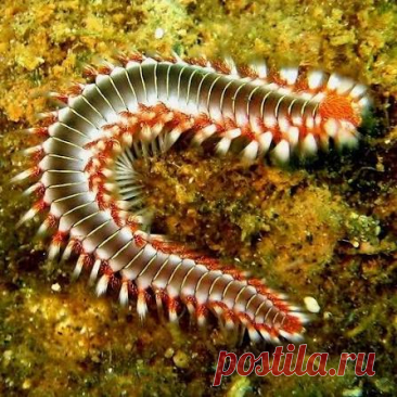 Ароморфозы кольчатых червей: Рождение сегментации