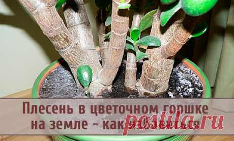 Плесень в цветочном горшке на земле - как избавиться