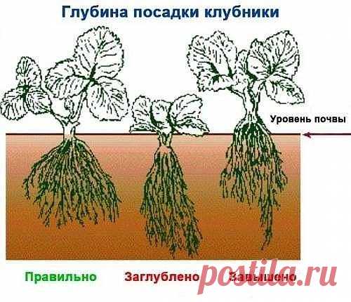 (99) Одноклассники