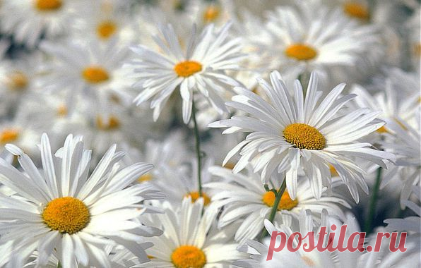 942929786164313600.jpg (Изображение JPEG, 596 × 380 пикселов)