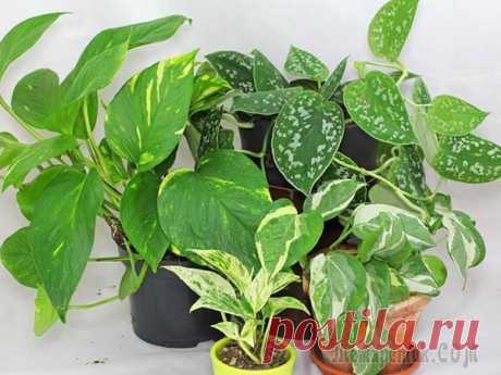 Виды и сорта сциндапсуса для выращивания дома Сциндапсус – одна из популярнейших у цветоводов-любителей комнатных лиан. Чтобы понять, насколько разнообразна и декоративна эта культура, следует обратить внимание на виды и сорта сциндапсуа для выра...