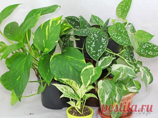 Виды и сорта сциндапсуса для выращивания дома Сциндапсус – одна из популярнейших у цветоводов-любителей комнатных лиан. Чтобы понять, насколько разнообразна и декоративна эта культура, следует обратить внимание на виды и сорта сциндапсуа для выра...