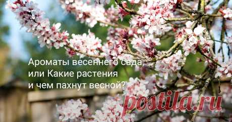Ароматы весеннего сада, или Какие растения и чем пахнут весной? Мы живём на Кубани, в предгорьях, где я и создаю свой ароматный сад. Про то, зачем нужны запахи, из чего состоят, и чем надышаться весной, расскажу в этой статье.