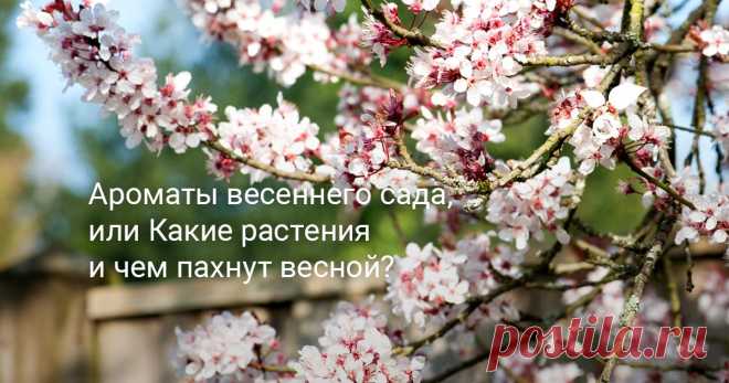 Ароматы весеннего сада, или Какие растения и чем пахнут весной? Мы живём на Кубани, в предгорьях, где я и создаю свой ароматный сад. Про то, зачем нужны запахи, из чего состоят, и чем надышаться весной, расскажу в этой статье.