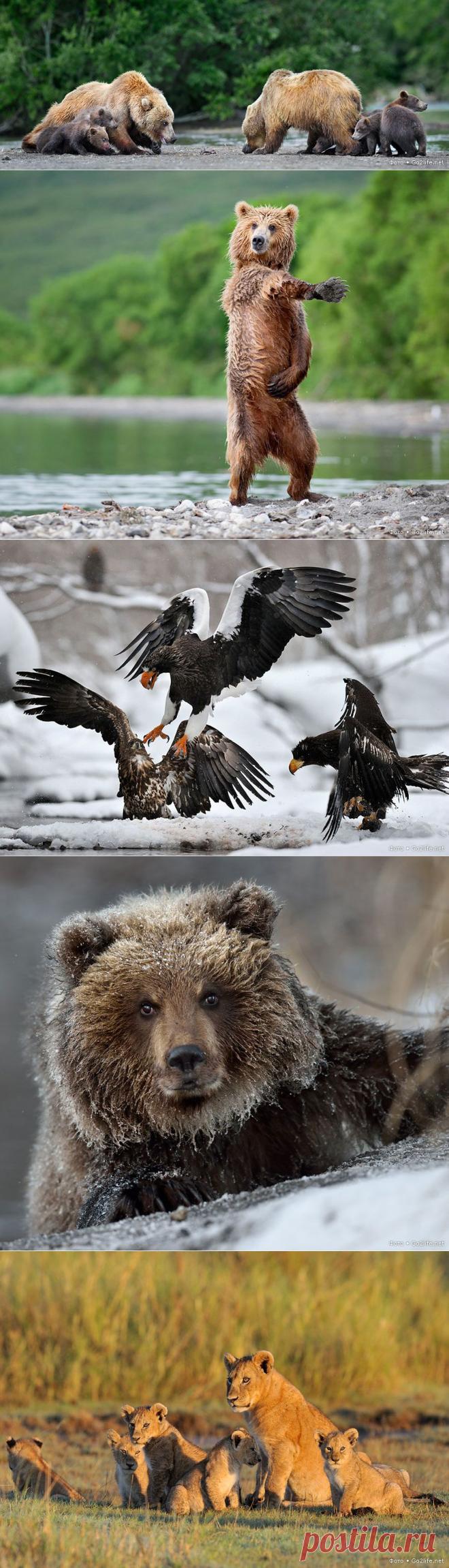 Дикая, дикая природа: медведи в интересной ситуации, птичьи разборки и львиные будни | ЖИВОЙ УГОЛОК