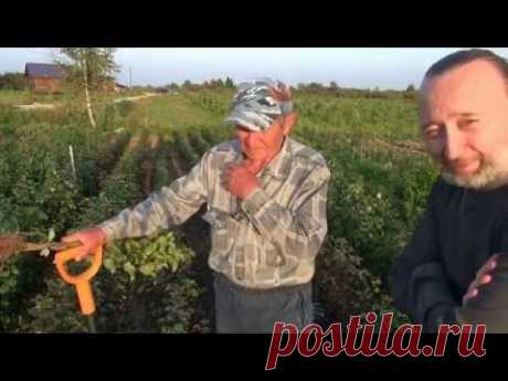 Выращивание яблонь и груш на семенных подвоях. Уникальные достижения и технологии профессора Агеева.