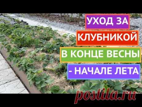 КЛУБНИКА!ОБРАБОТКА ОТ БОЛЕЗНЕЙ И ВРЕДИТЕЛЕЙ+ ПОДКОРМКА!