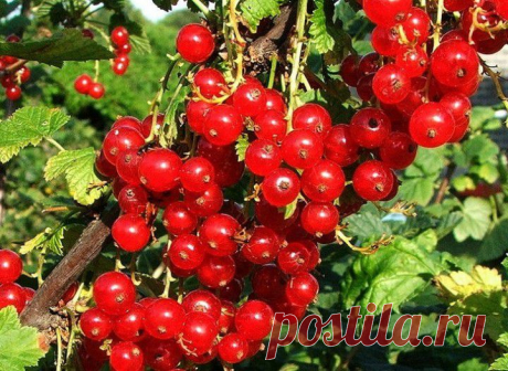 (+1) тема - Красная смородина: посадка и уход | ОГОРОД БЕЗ ХЛОПОТ