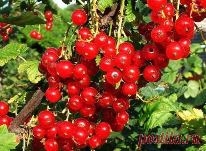 (+1) тема - Красная смородина: посадка и уход | ОГОРОД БЕЗ ХЛОПОТ