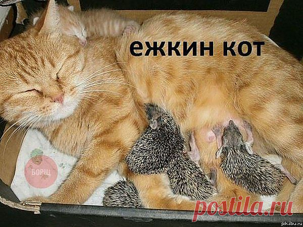ёжкин кот