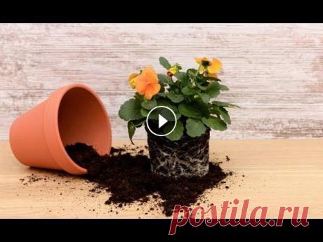 Общие правила ПЕРЕСАДКИ комнатных растений | Пересадка и перевалка Внимание! Канал ЗАКРЫТ! Продолжение тут https://zen.yandex.ru/id/5bd994c4b098ea00a9cc451a?clid=300&token= Все виды комнатных растений рано или поздно ...