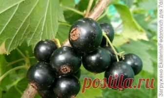 Секрет удачной посадки смородины