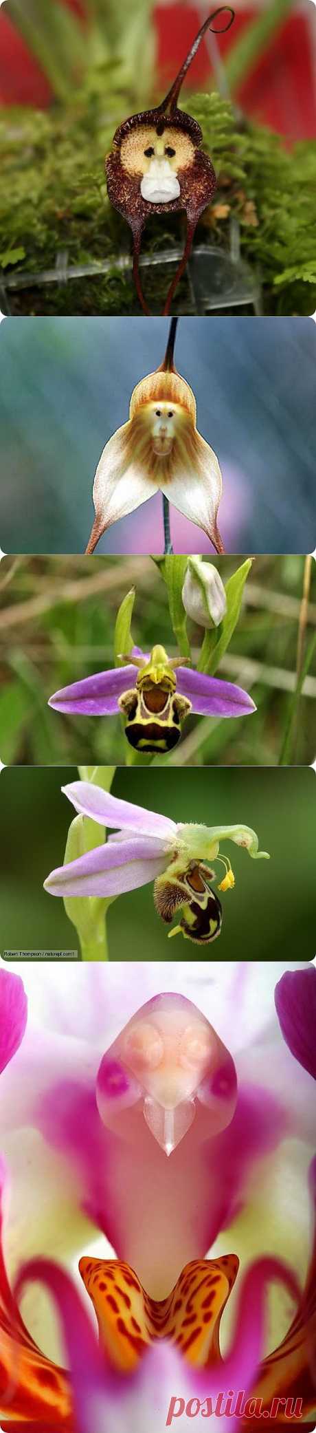 Шесть удивительных орхидей, похожих на животных | ZooPicture.ru