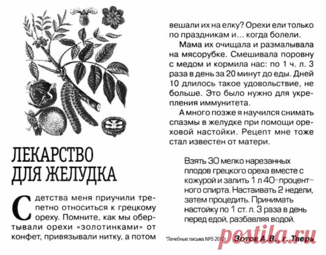Ореховая настойка от спазмов в желудке