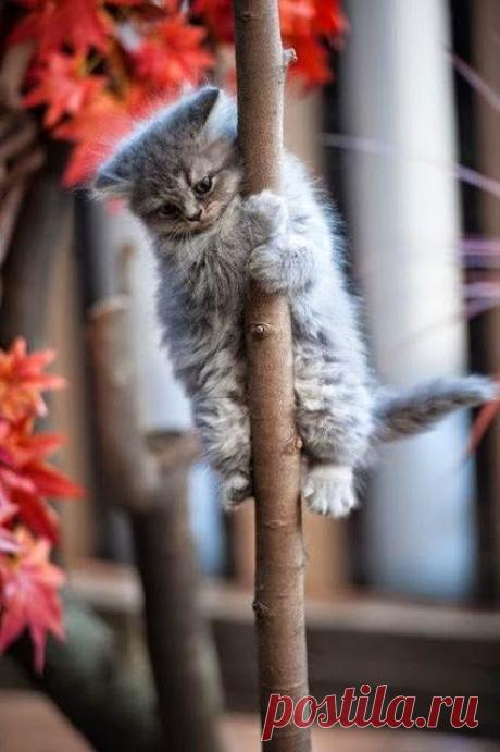 Елена Кутанина – Google+